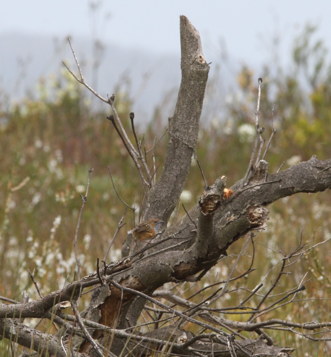Southern Emuwren - ML643881258