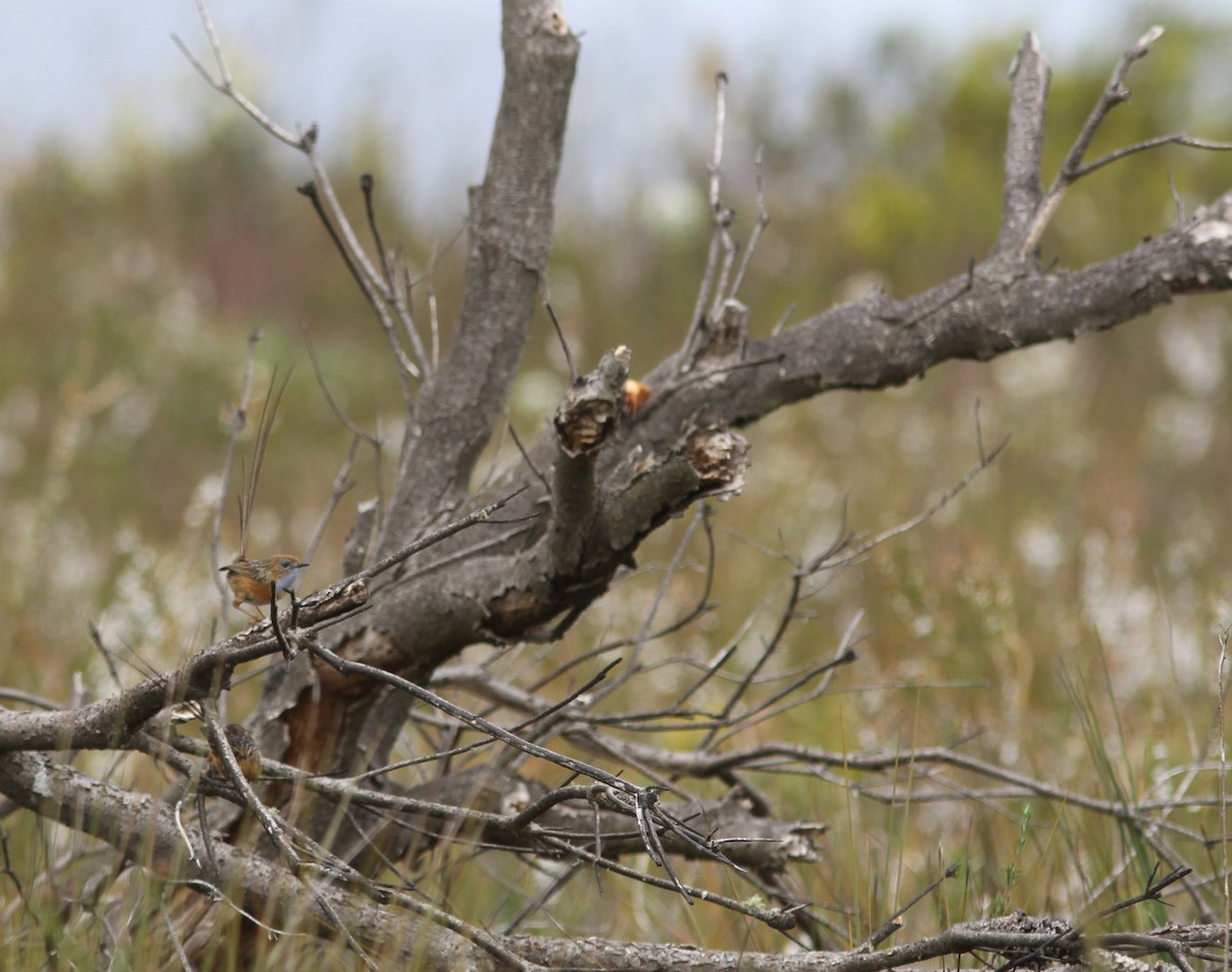 Southern Emuwren - ML643881259