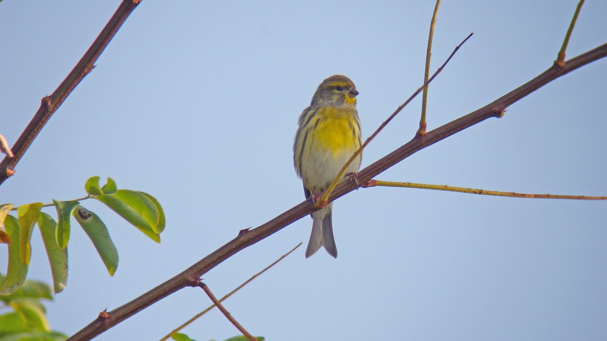 Serin cini - ML643881260