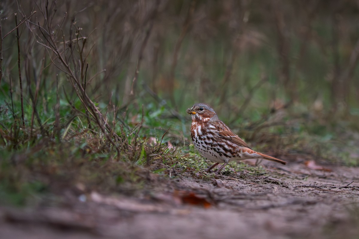 Fox Sparrow - ML643881265
