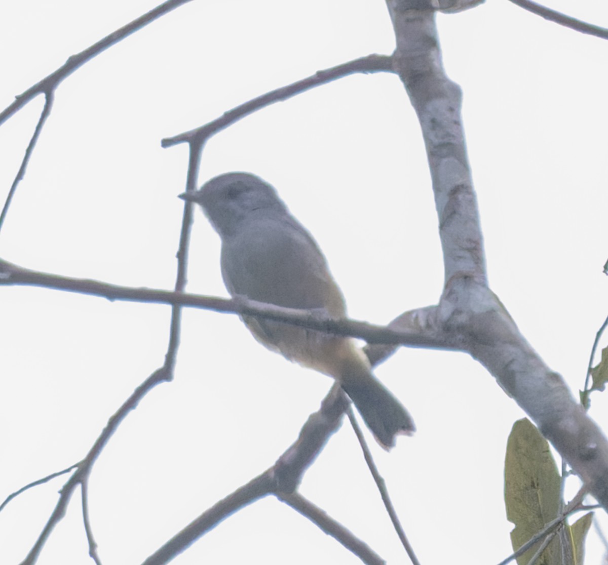 Variable Antshrike - ML643881297