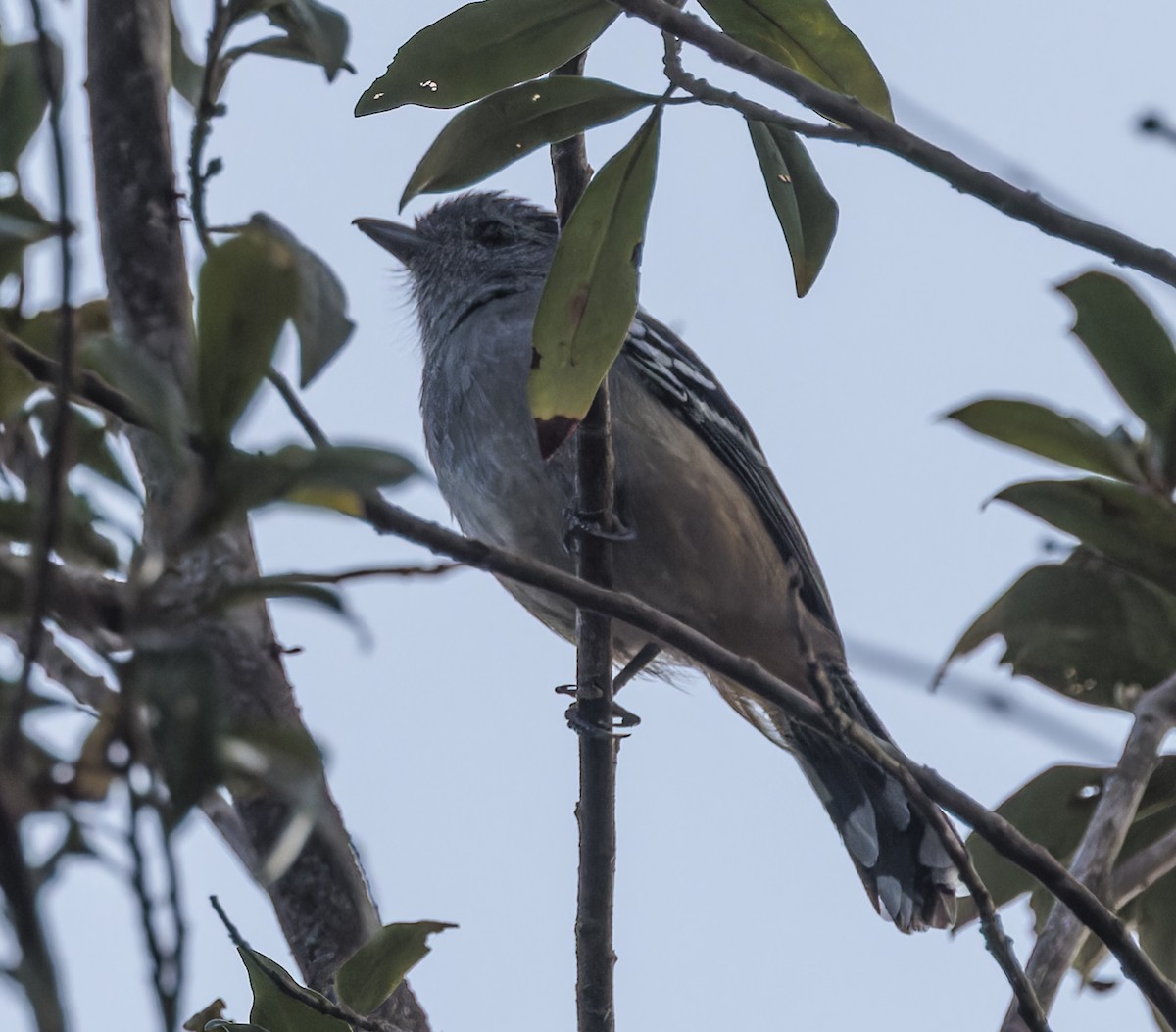 Variable Antshrike - ML643881299
