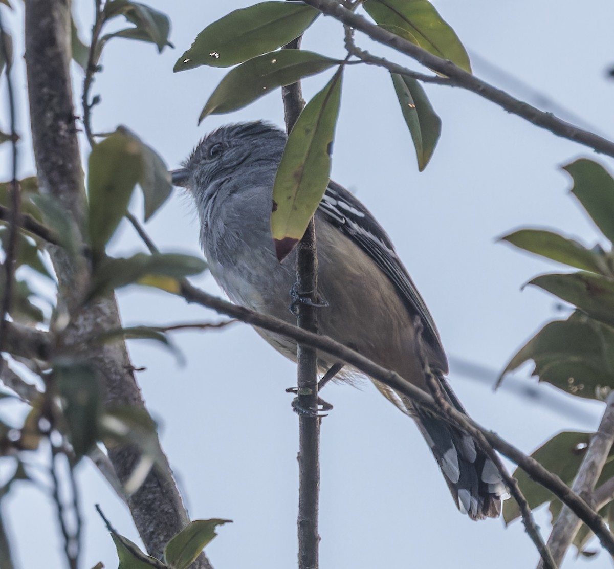 Variable Antshrike - ML643881300