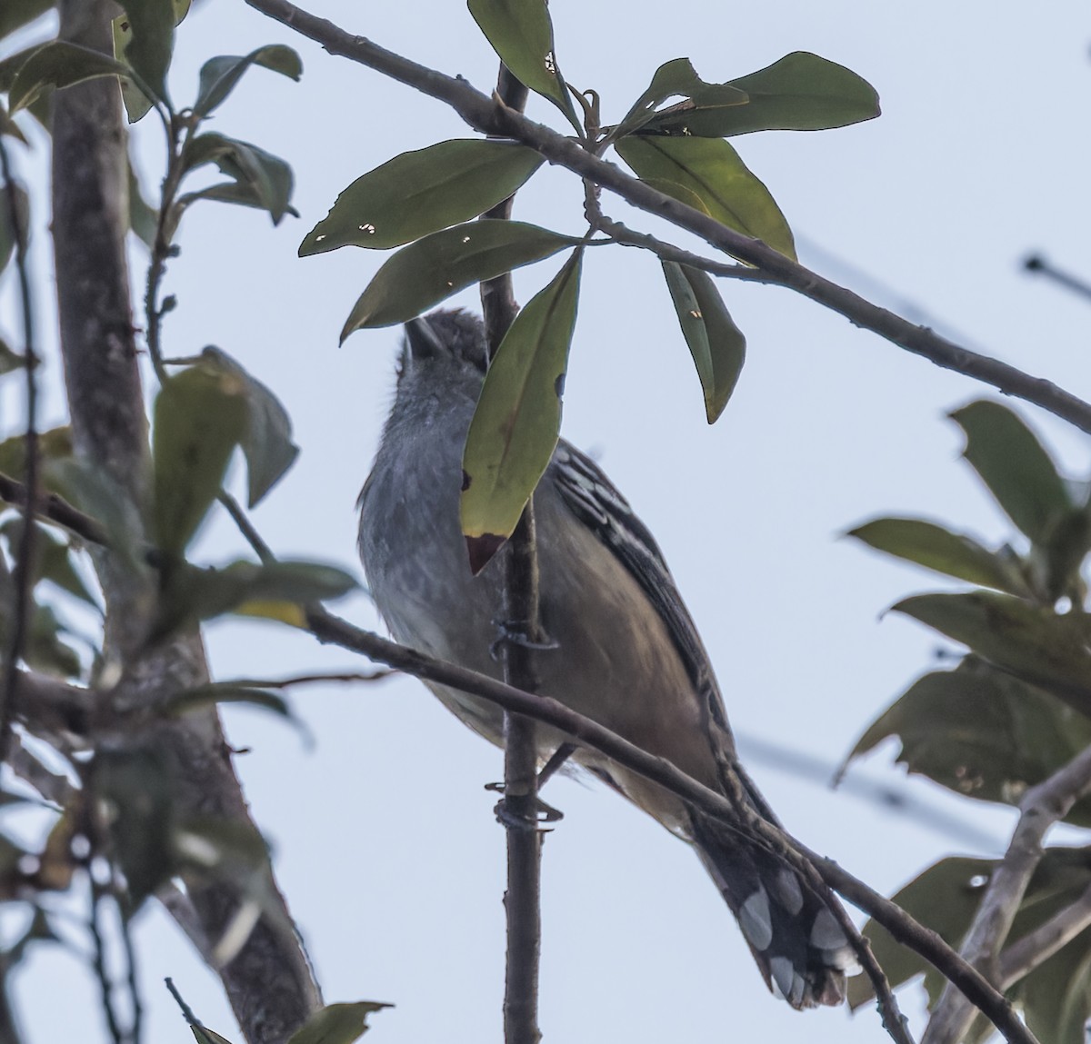 Variable Antshrike - ML643881301