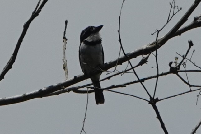 シロクロオオガシラ - ML643881339