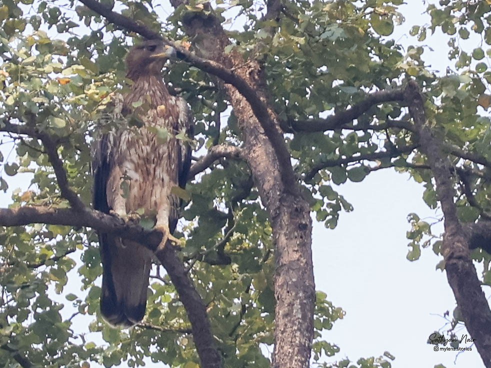 Habichtsadler - ML643881340