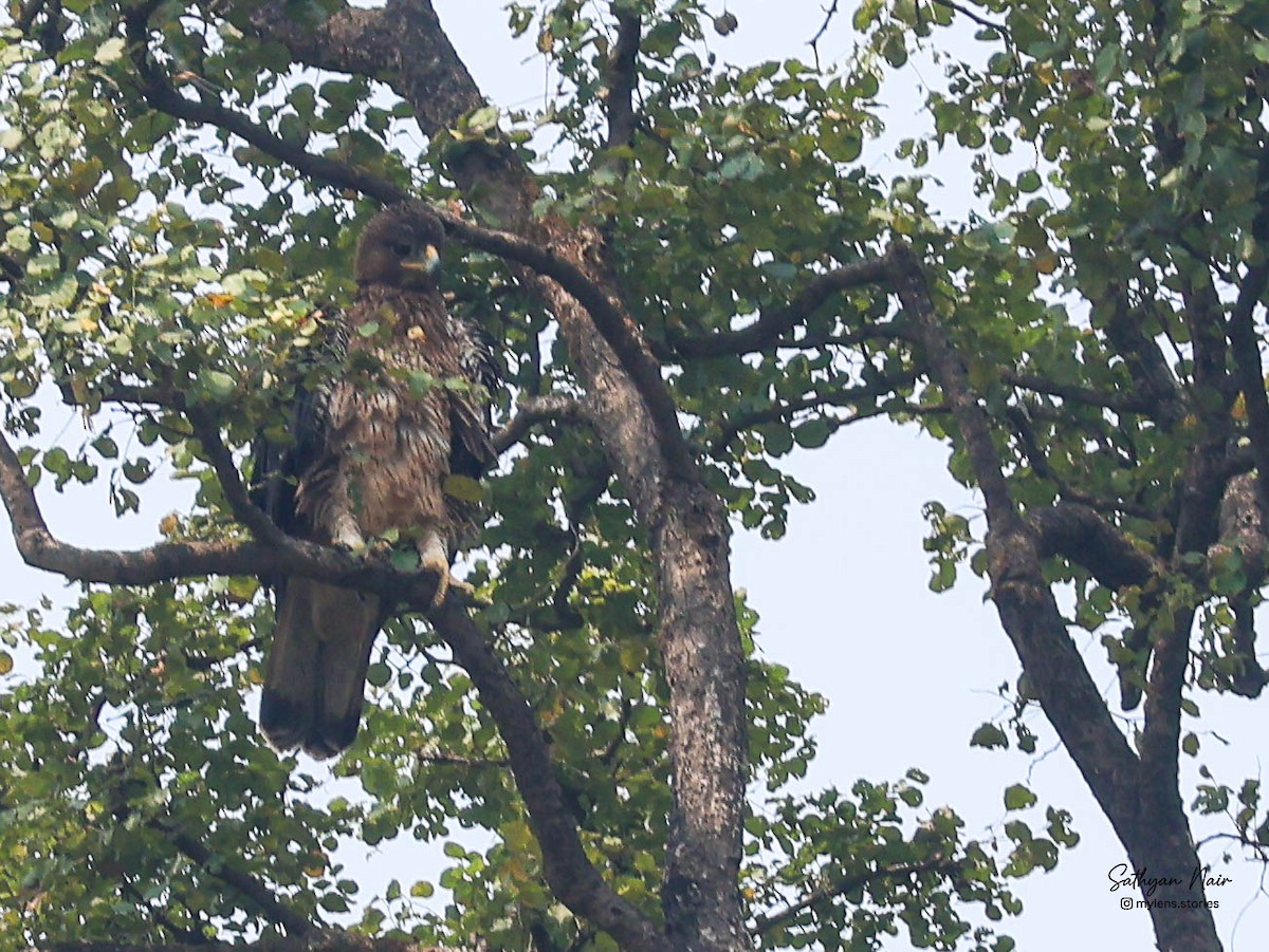 Habichtsadler - ML643881341