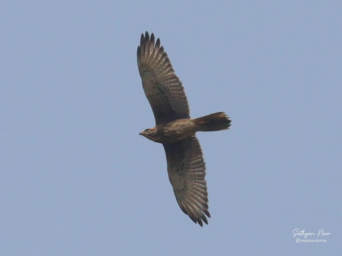 Weißaugenbussard - ML643881362