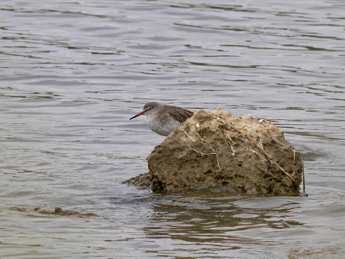 Common Redshank - ML643881367