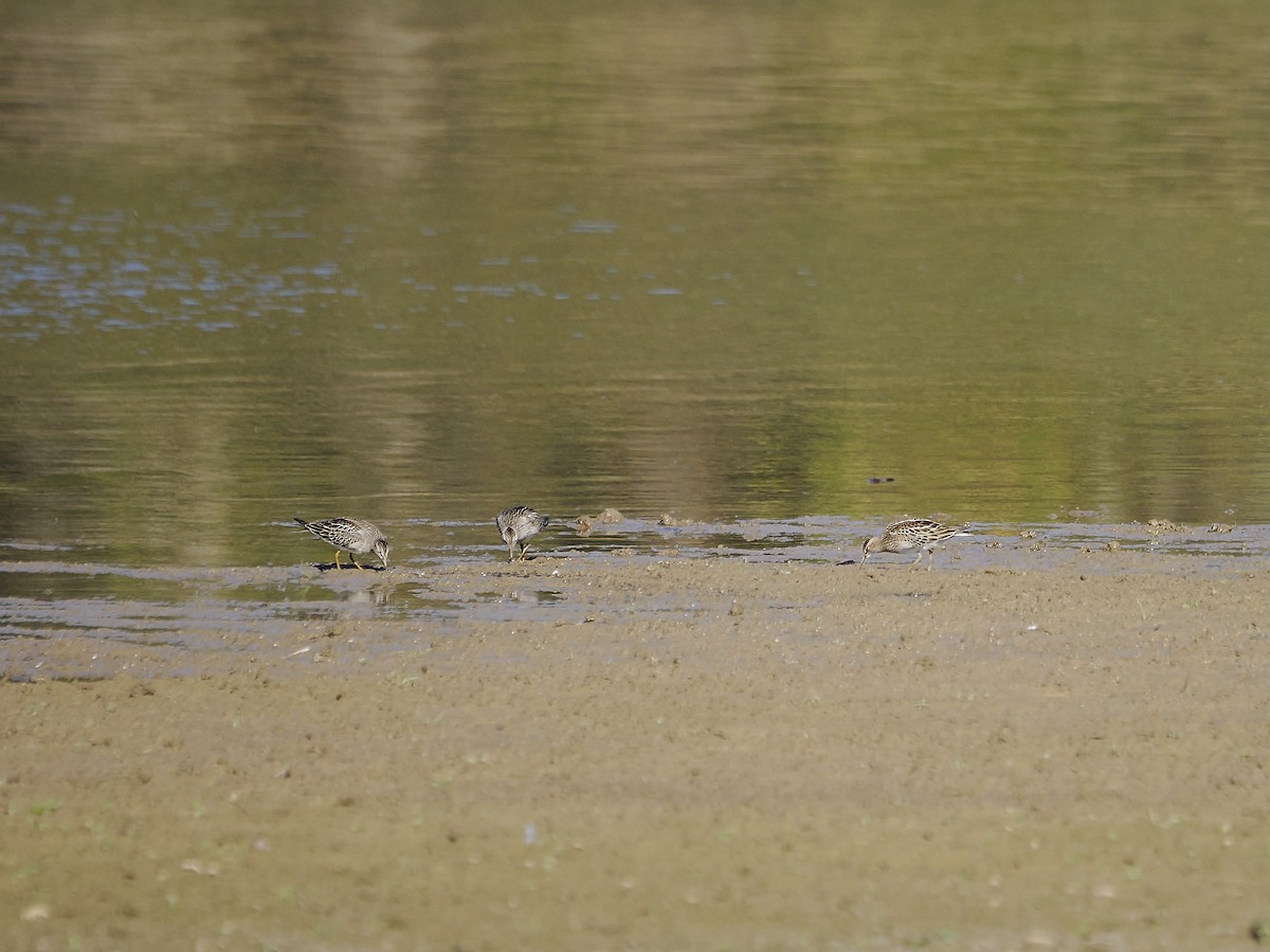 Pectoral Sandpiper - ML643881373