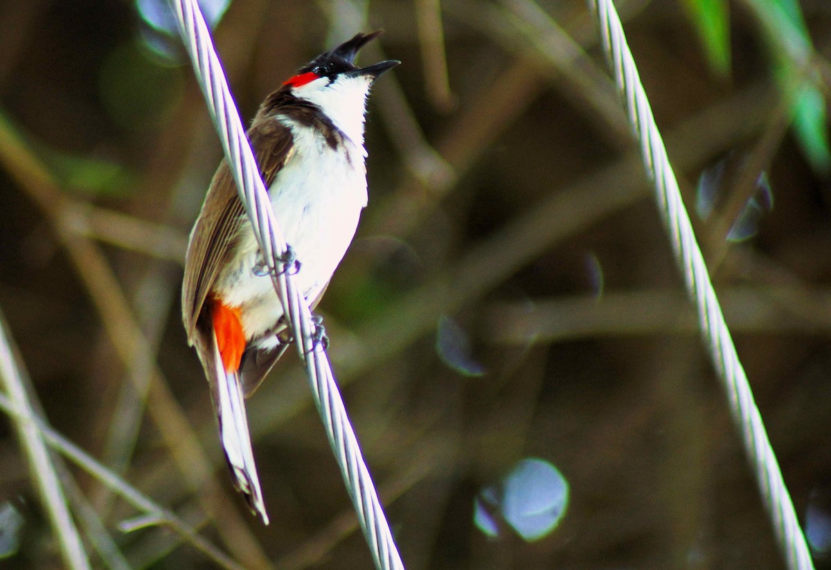 Bulbul masailgorria - ML643881375