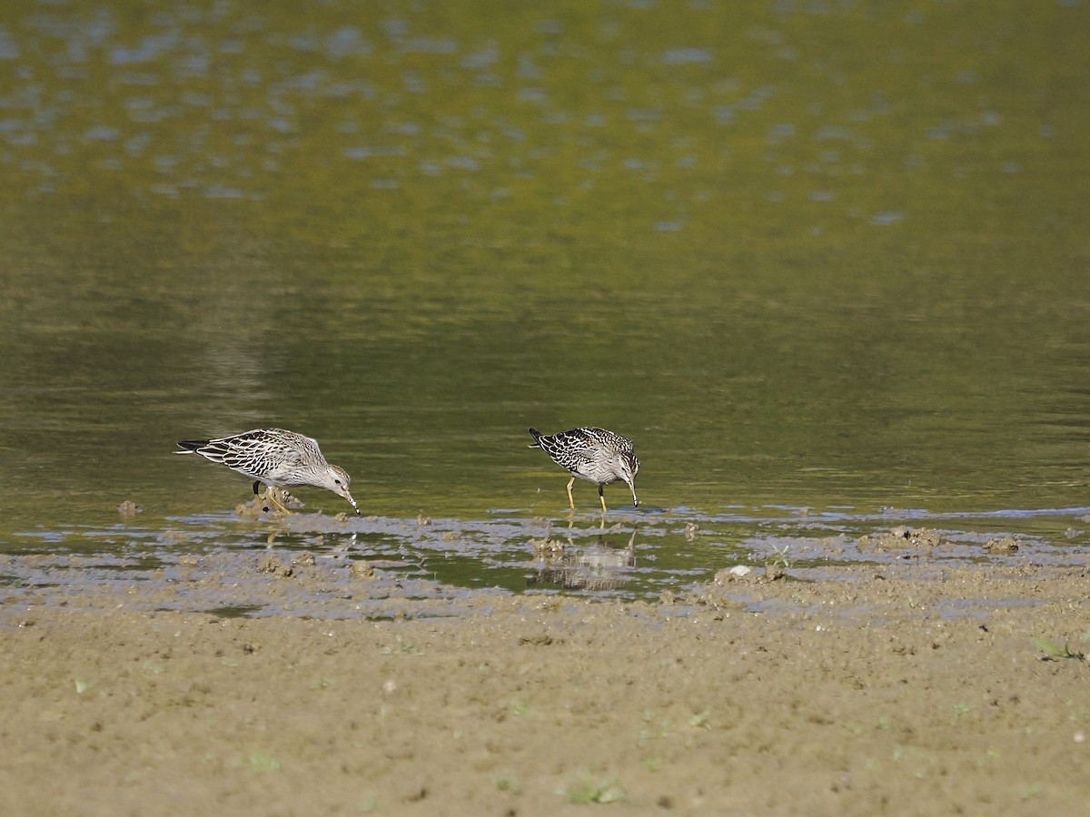 Pectoral Sandpiper - ML643881382