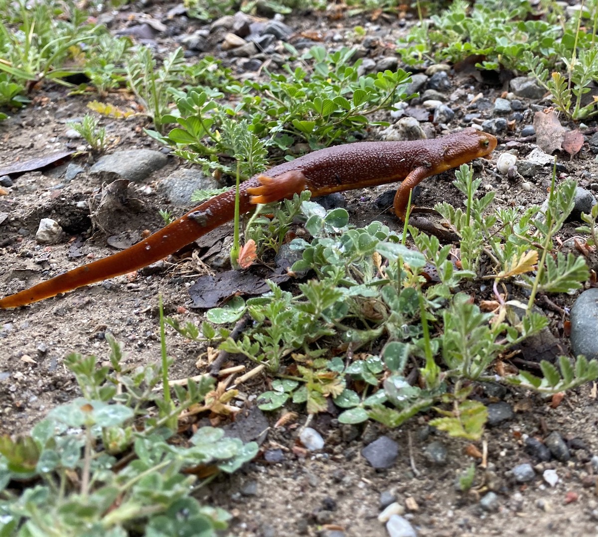 Animals - ML643881401