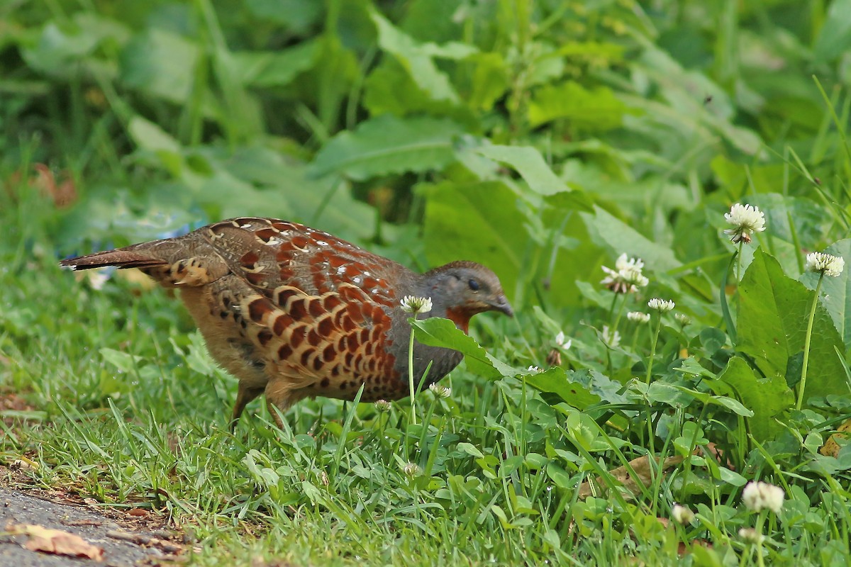 taiwanbambushøne - ML643881460