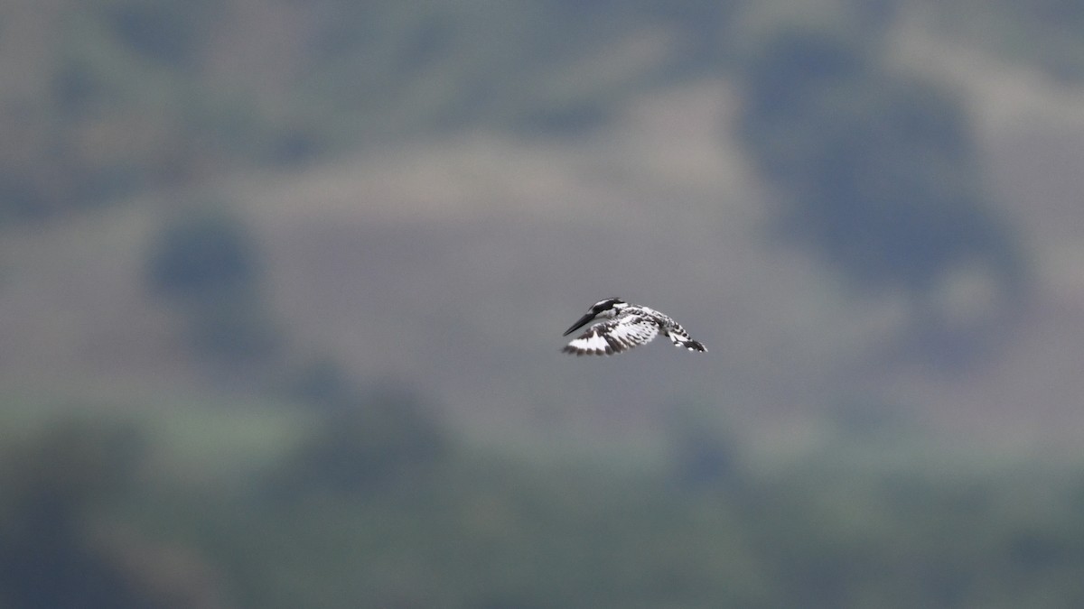 Pied Kingfisher - ML643881461