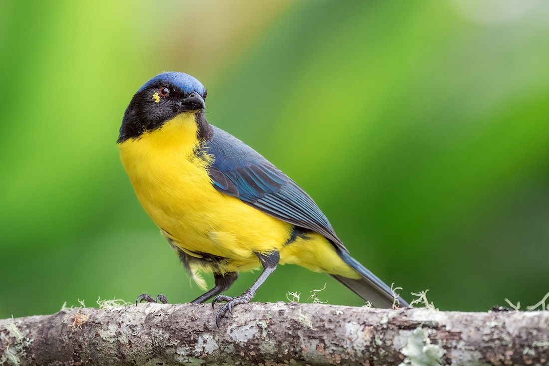 Black-cheeked Mountain Tanager - ML643881462