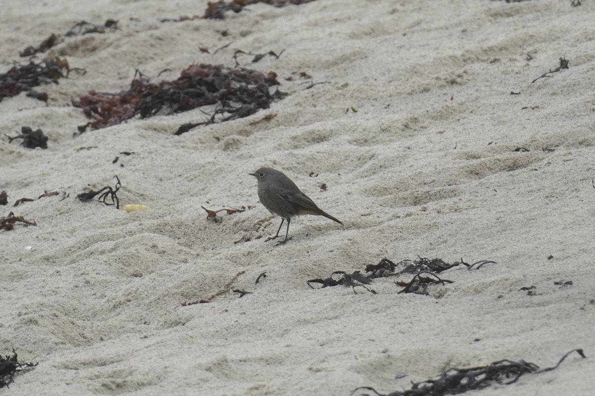 Black Redstart - ML643881483