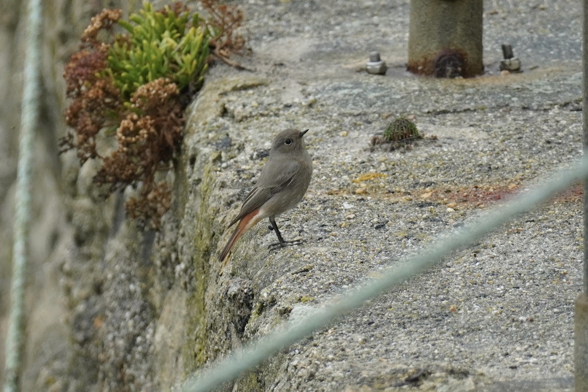 Black Redstart - ML643881484