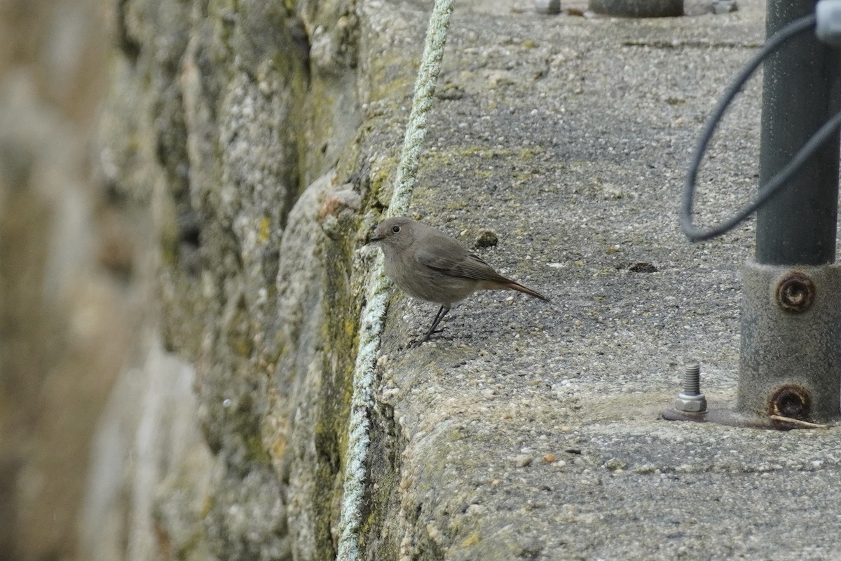 Black Redstart - ML643881485