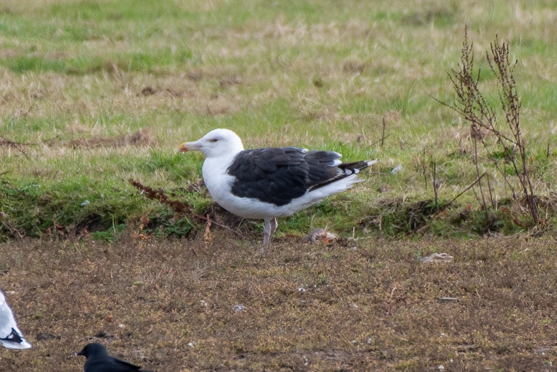 Great Black-backed Gull - ML643881487