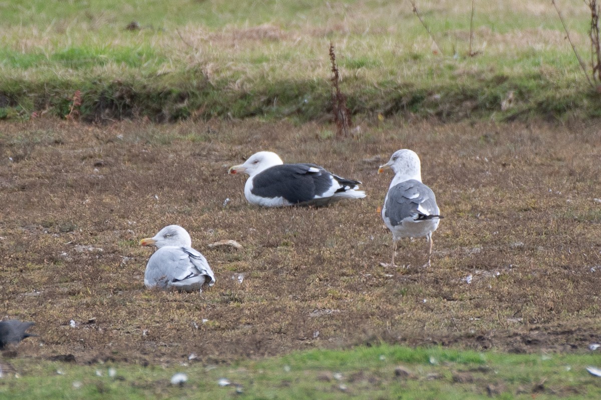 Great Black-backed Gull - ML643881488
