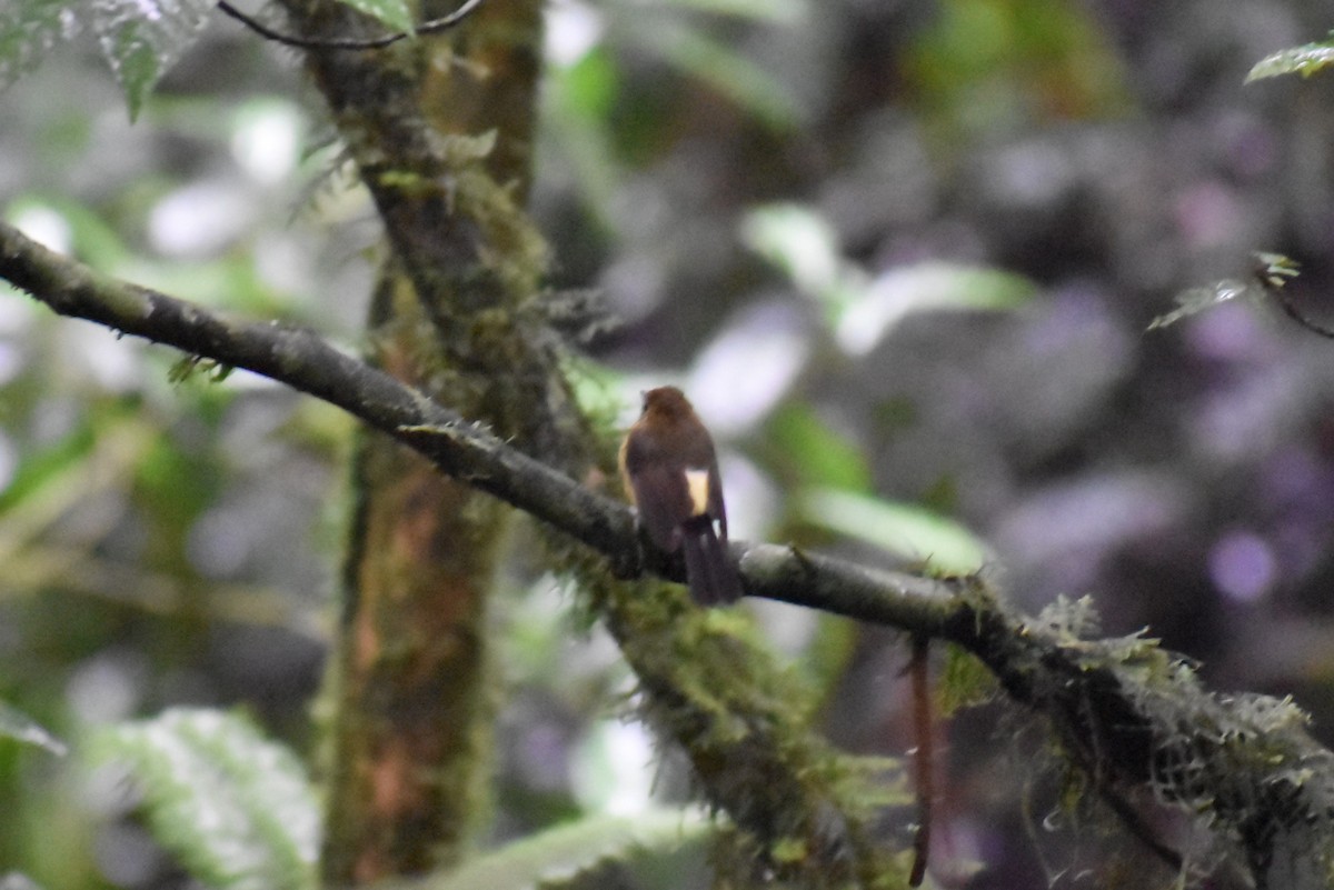 Buff-rumped Warbler - ML643881496