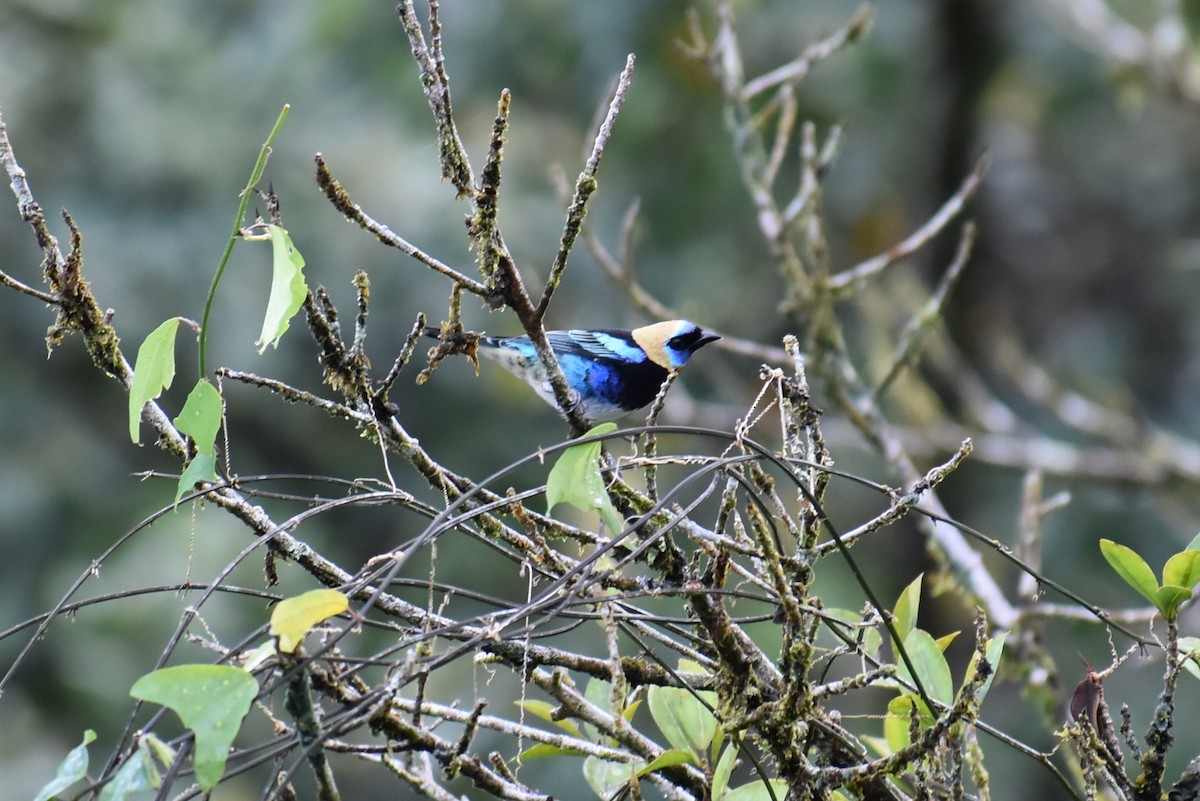 Golden-hooded Tanager - ML643881503