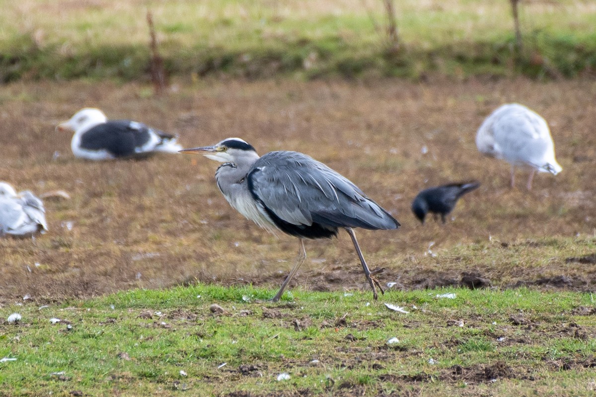gråhegre (cinerea/jouyi) - ML643881533