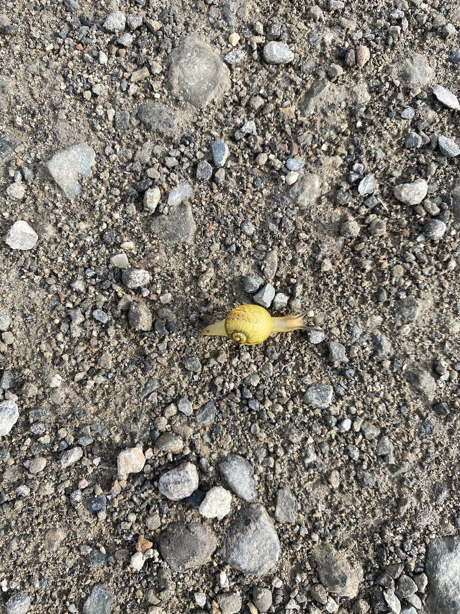 Animals - ML643881549