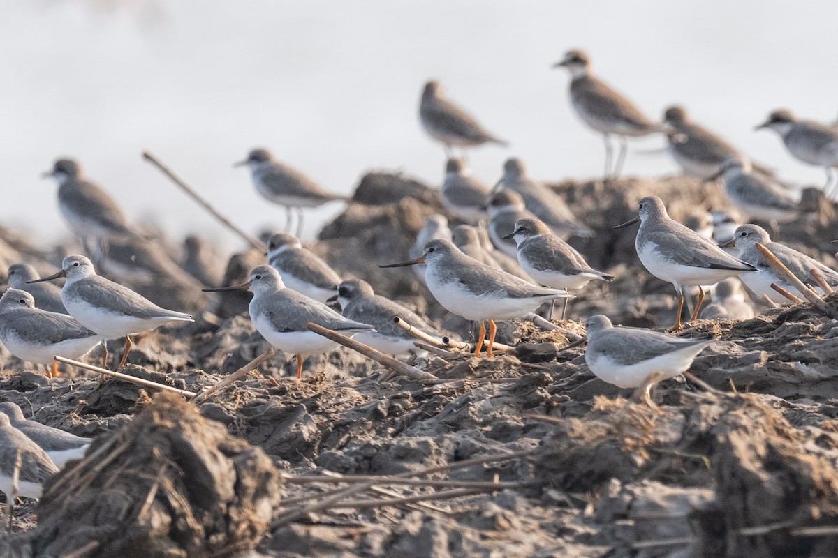 Terek Sandpiper - ML643881569
