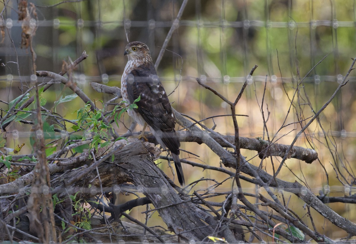 Cooper's Hawk - ML643881585