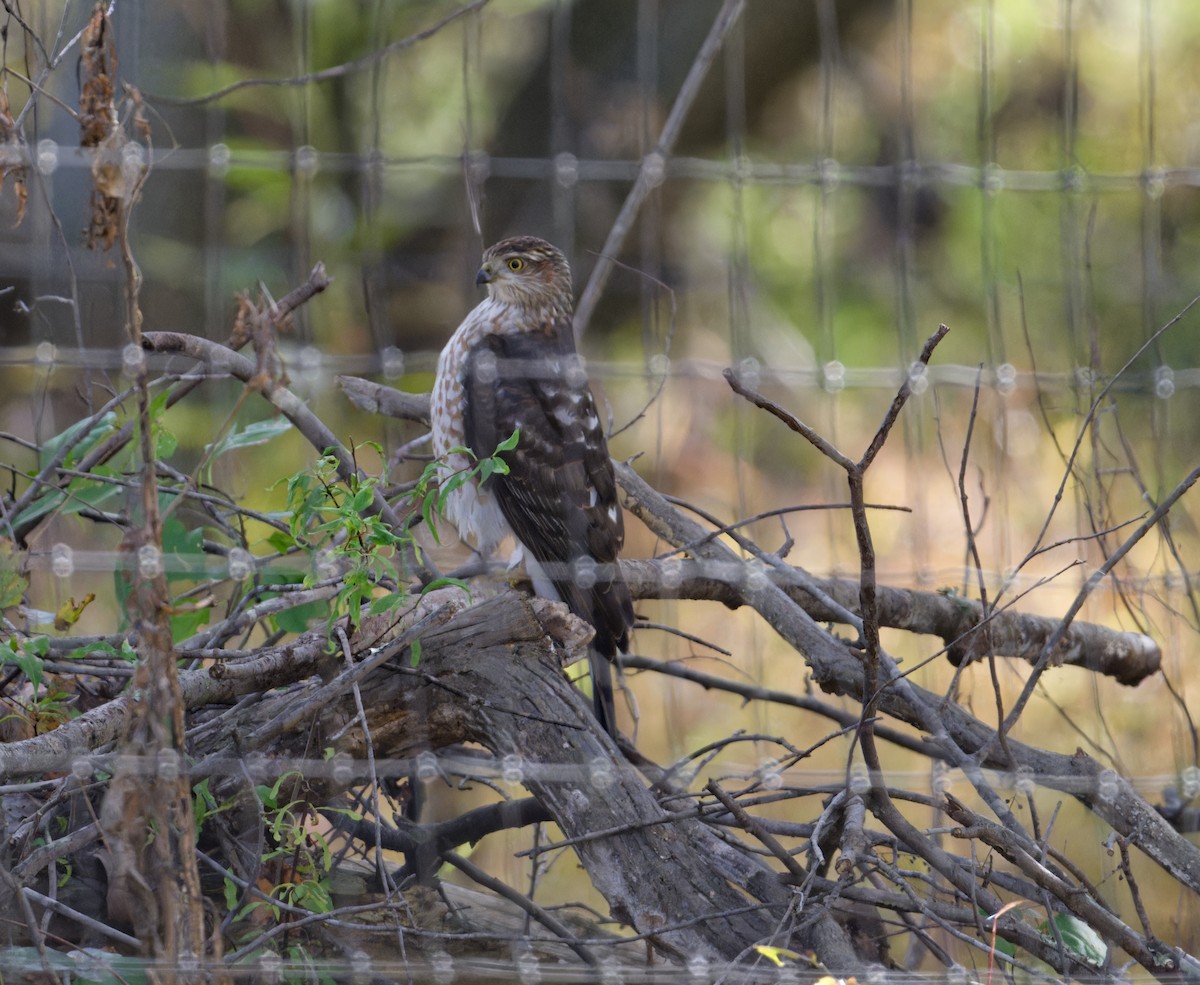 Cooper's Hawk - ML643881586