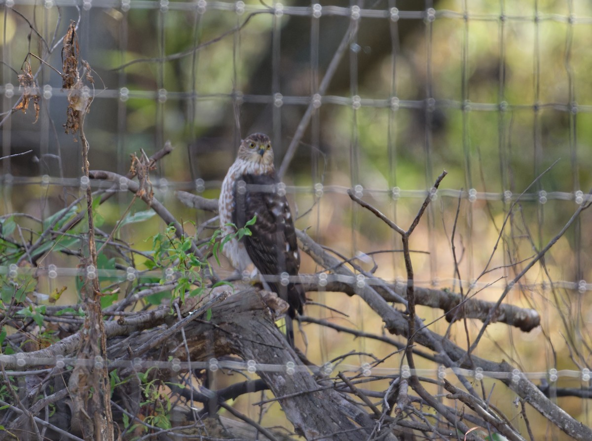 Cooper's Hawk - ML643881587