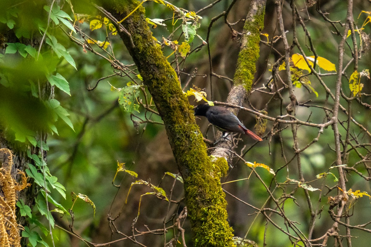 Maroon Oriole - ML643881588