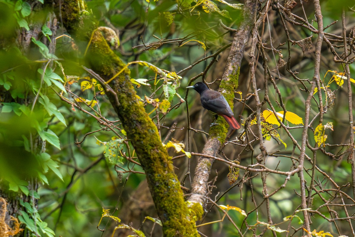 Maroon Oriole - ML643881589