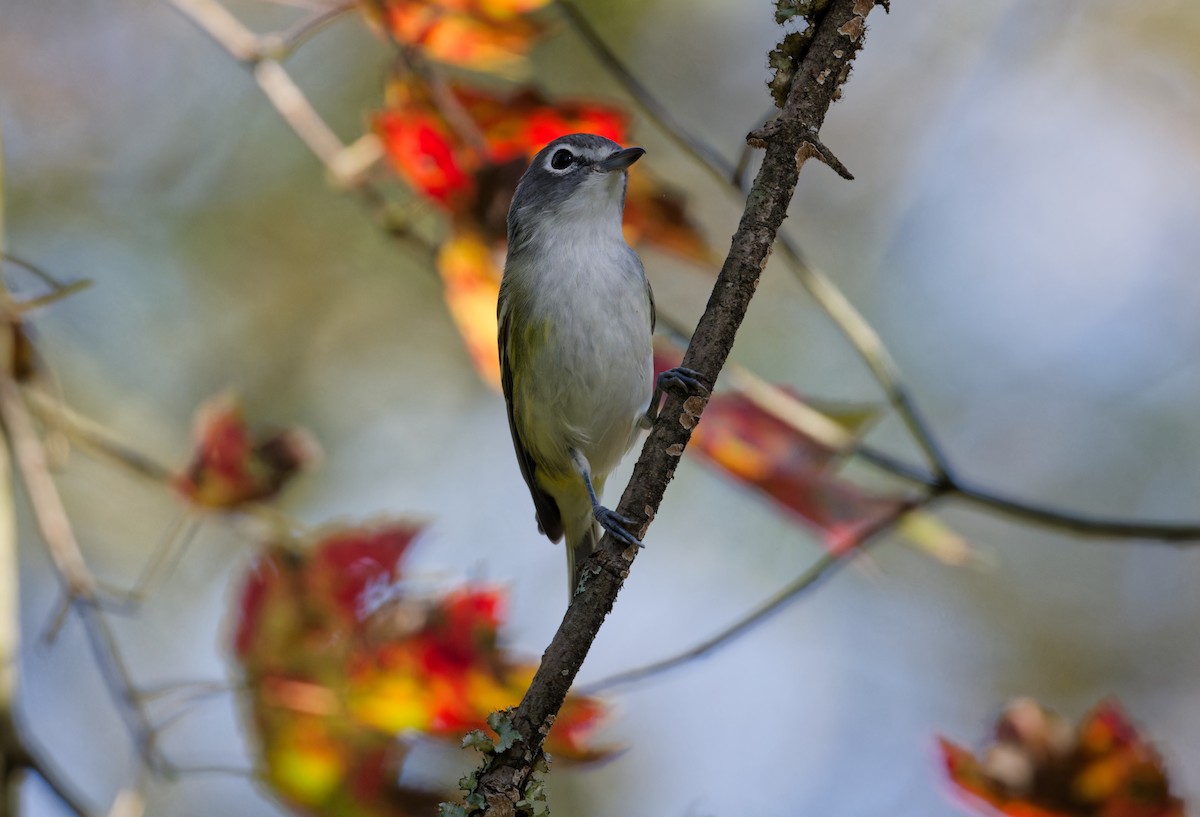 Blue-headed Vireo - ML643881597