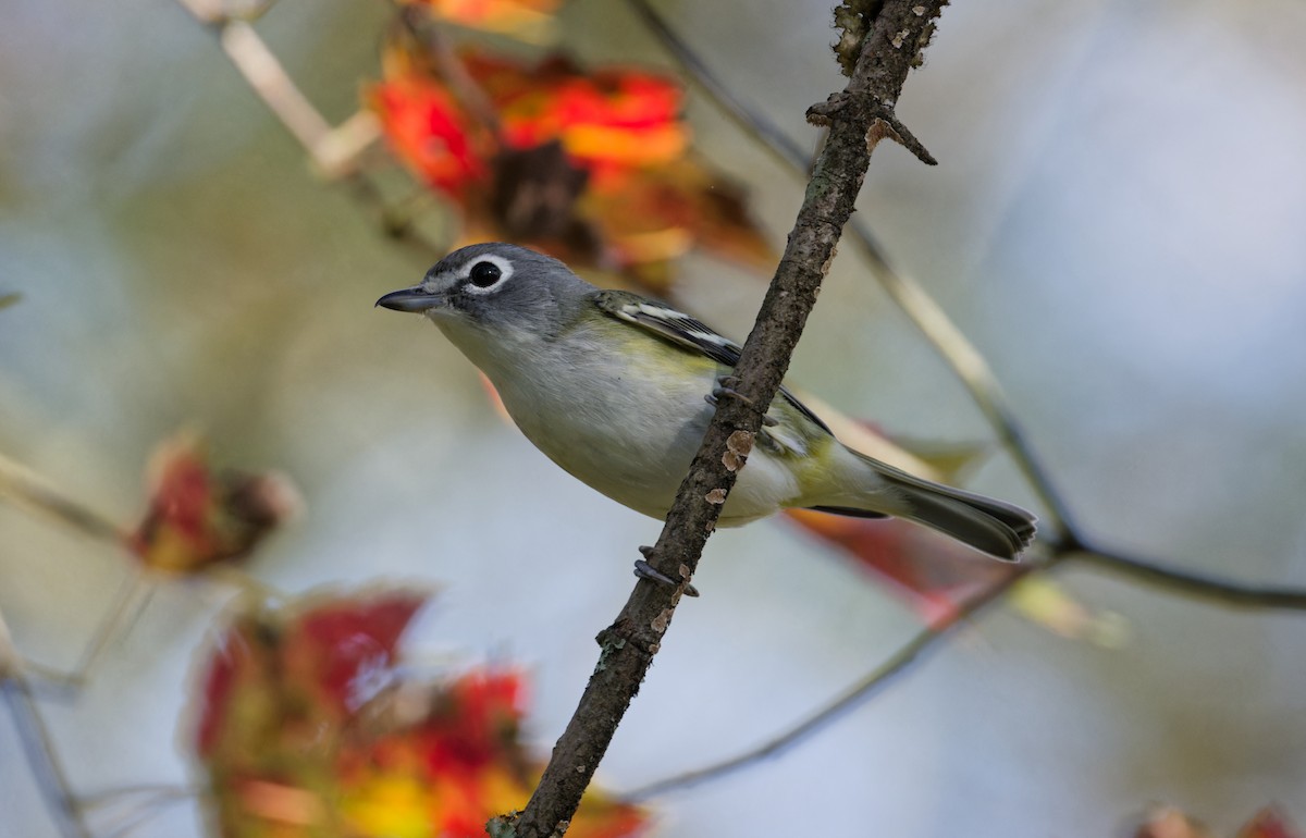 Blue-headed Vireo - ML643881598