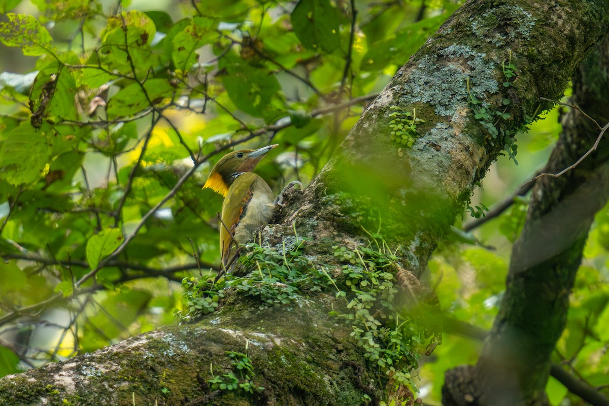 Greater Yellownape - ML643881602