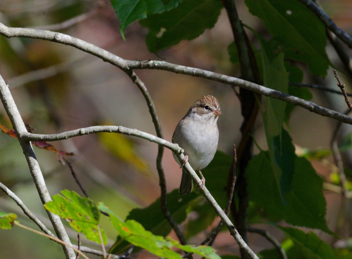 Chipping Sparrow - ML643881612