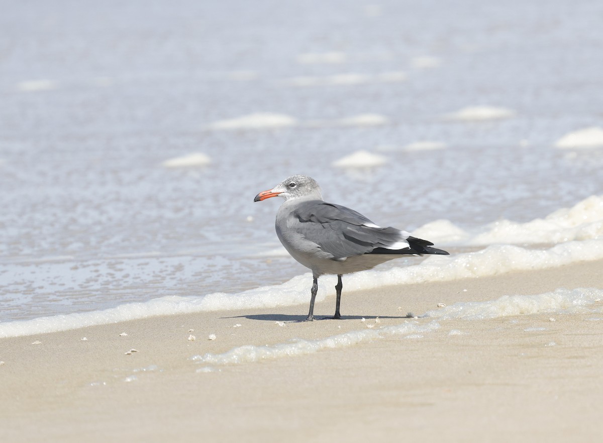 Heermann's Gull - ML643881616
