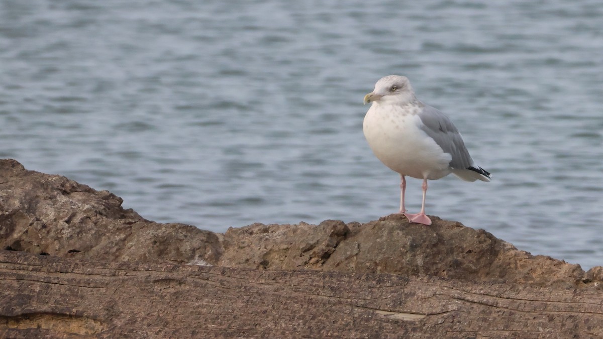 American Herring Gull - ML643881617