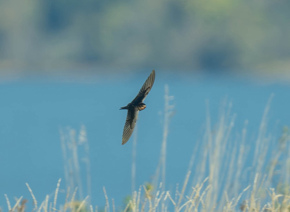 vlaštovka obecná - ML643881622