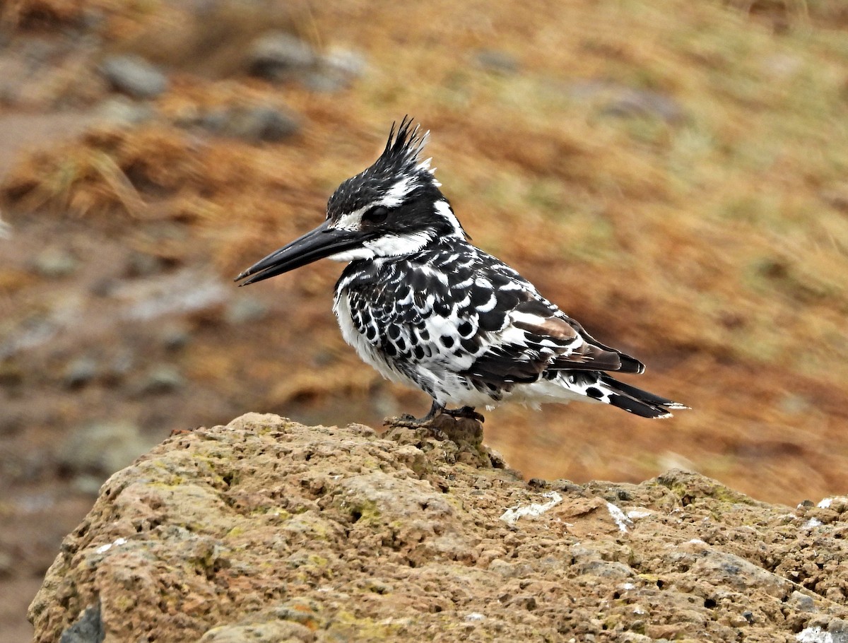 Pied Kingfisher - ML643881652