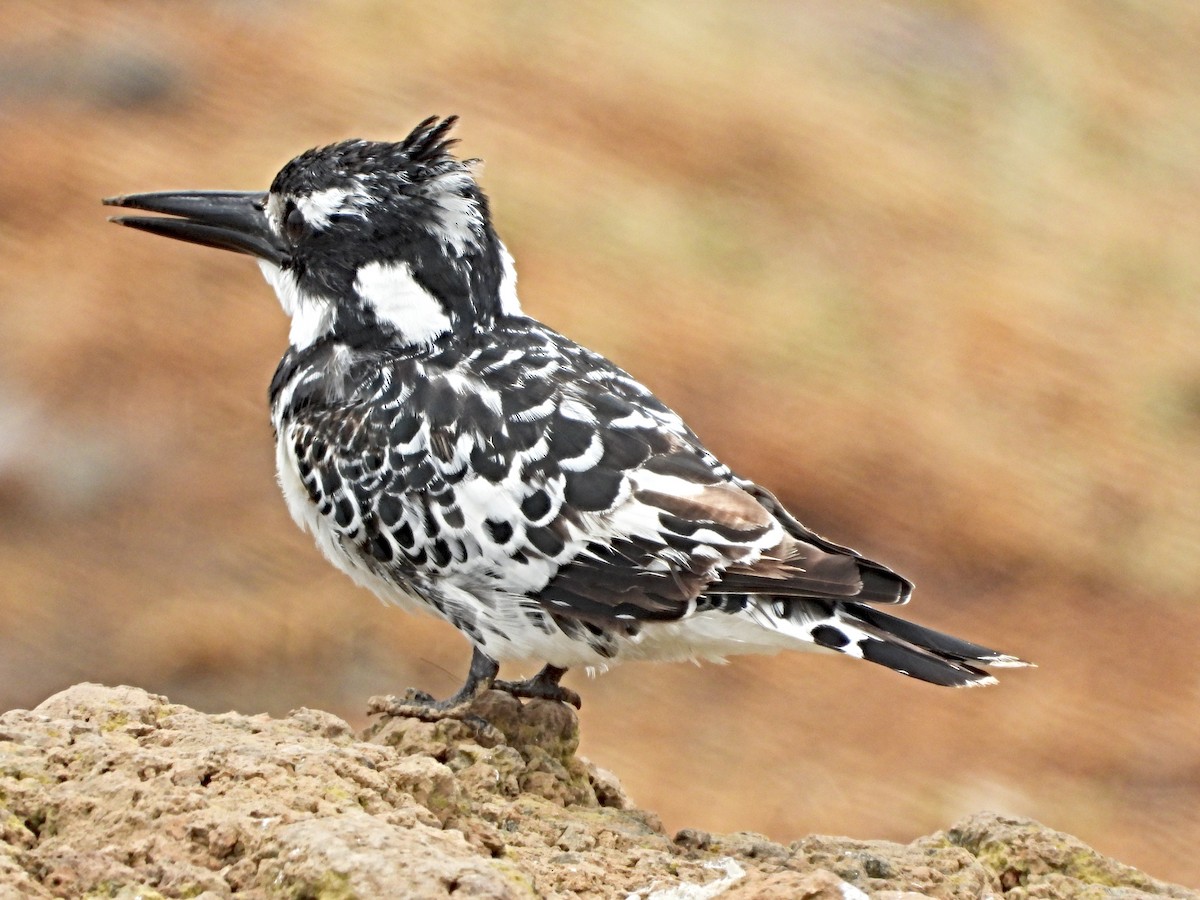 Pied Kingfisher - ML643881654
