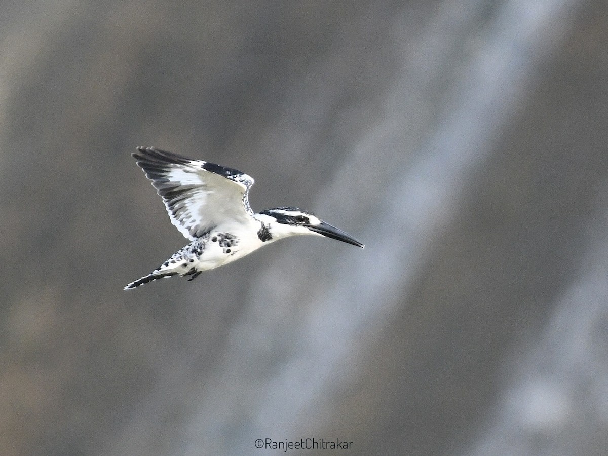 Pied Kingfisher - ML643881661