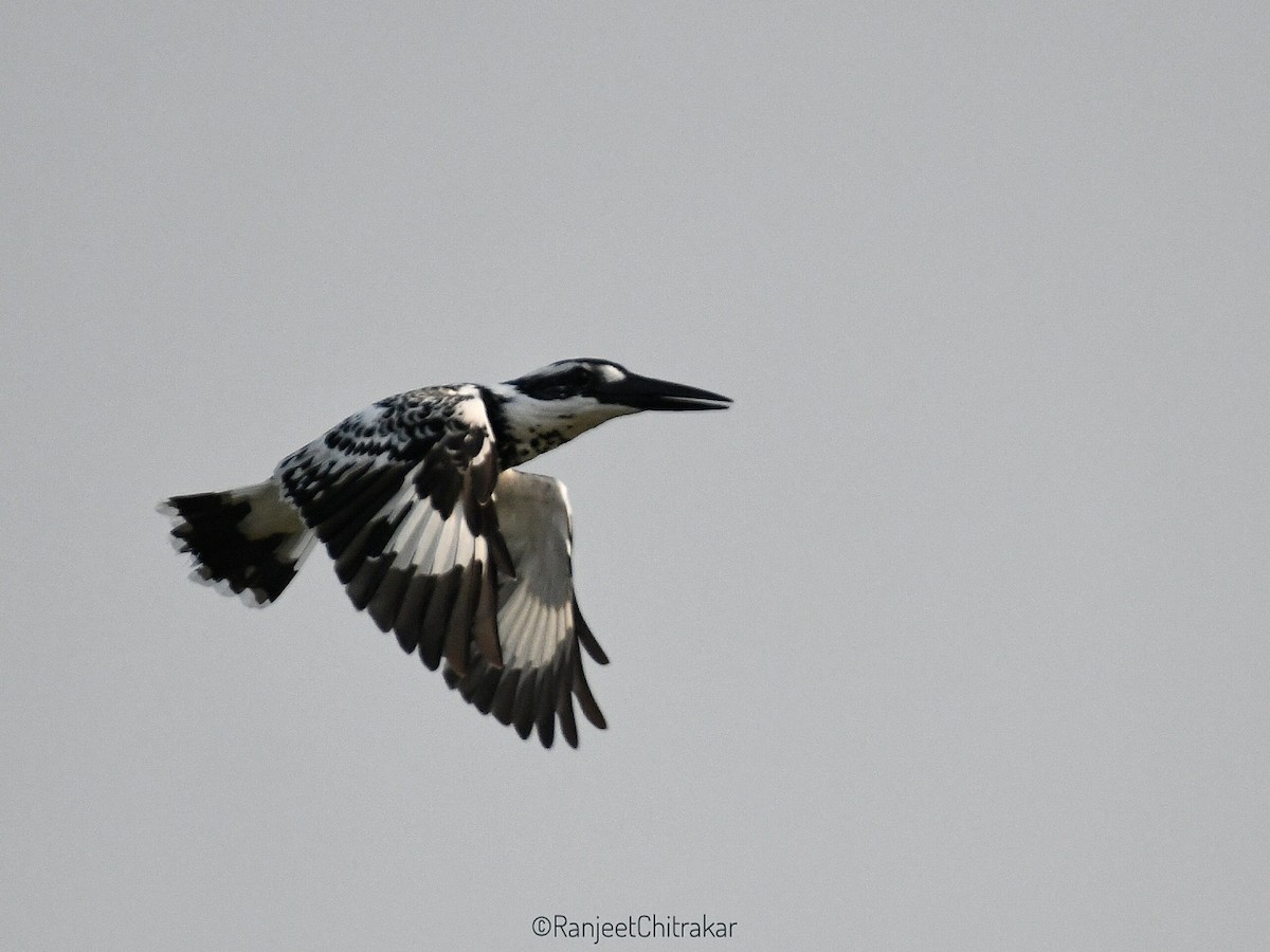 Pied Kingfisher - ML643881662