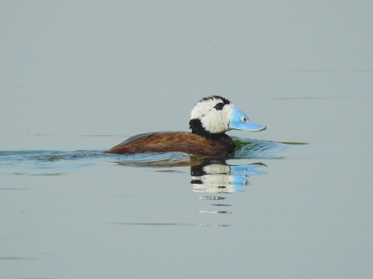 White-headed Duck - ML643881665