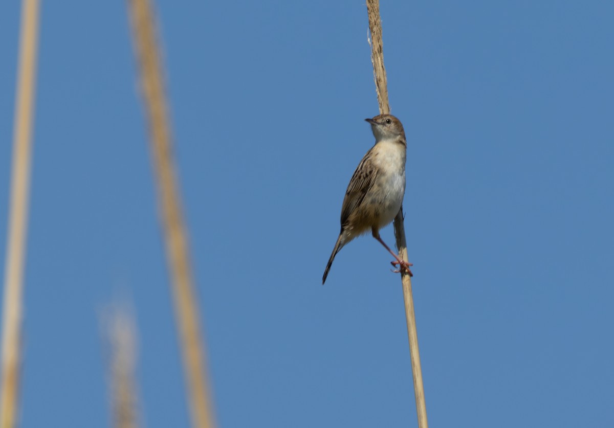 תפר - ML643881678