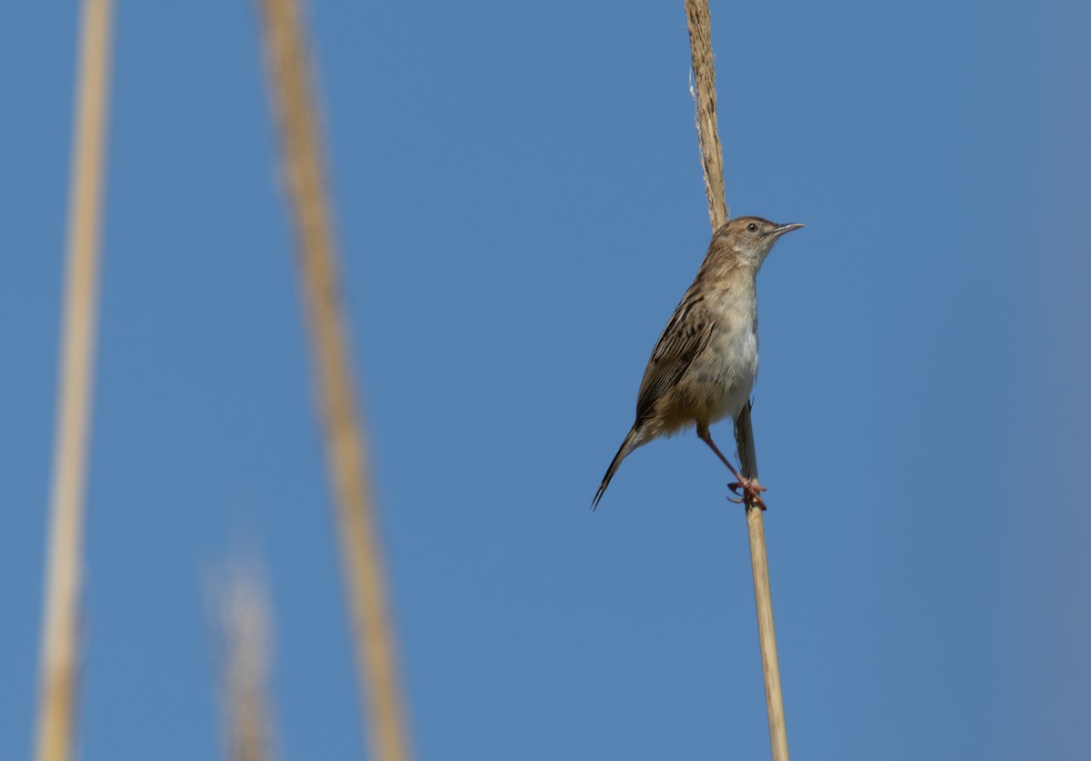 תפר - ML643881679
