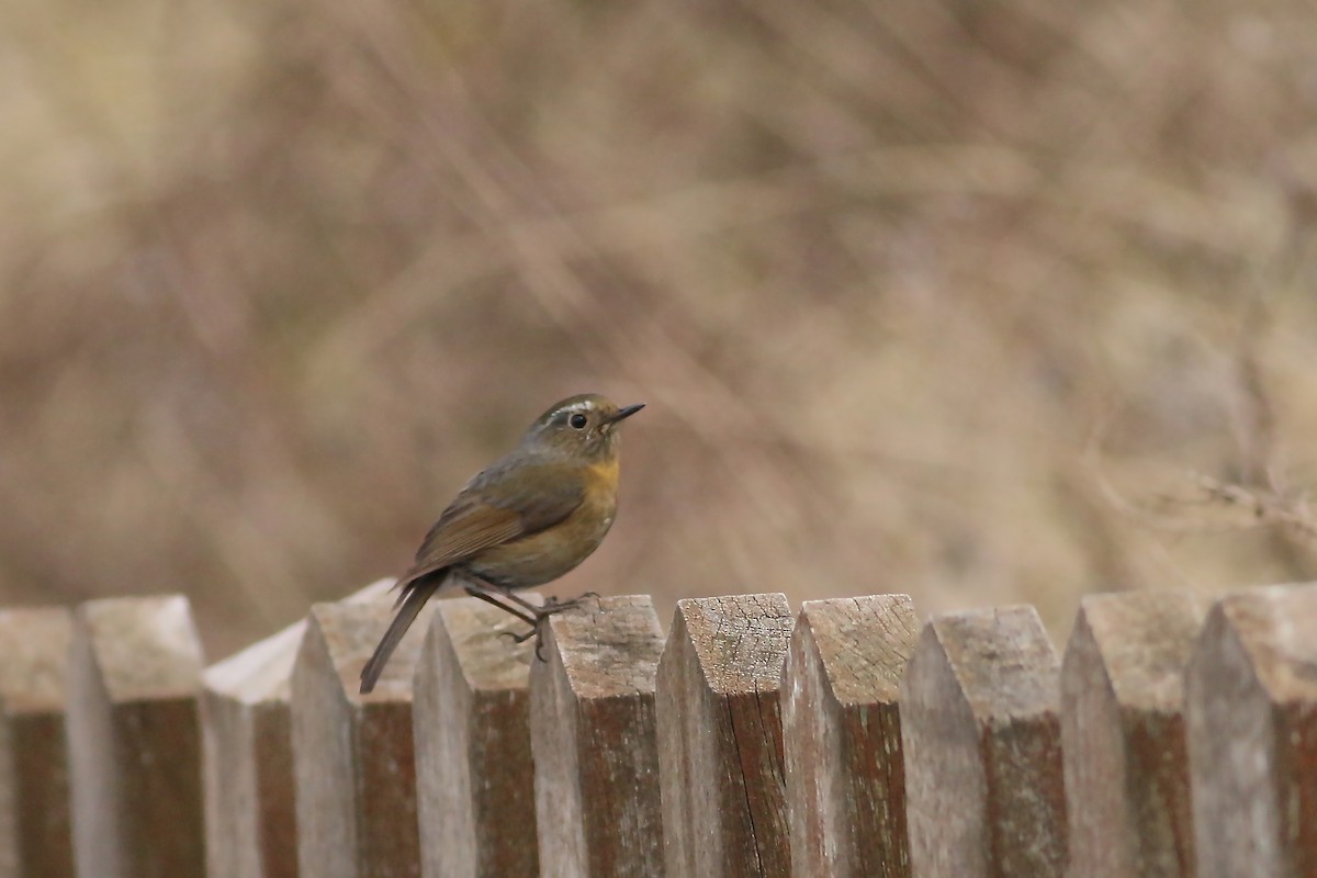 Robin de Johnstone - ML643881682